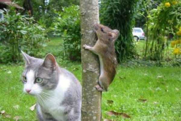 Аккаунты кракен